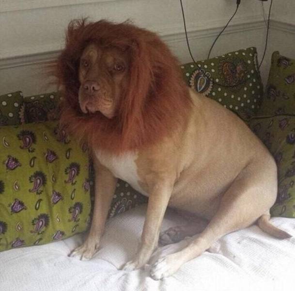 ordered a lion off ebay