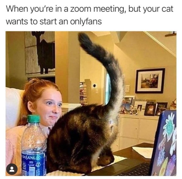 cat zoom only fans - When you're in a zoom meeting, but your cat wants to start an onlyfans Tiba Msanle