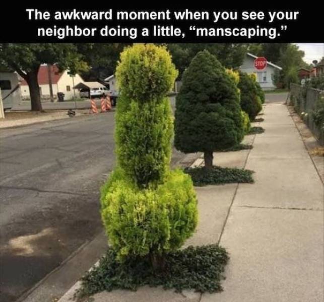 shrub - The awkward moment when you see your neighbor doing a little, manscaping." Stop