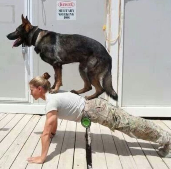 german shepherd push ups - Dinger Military Working Dog