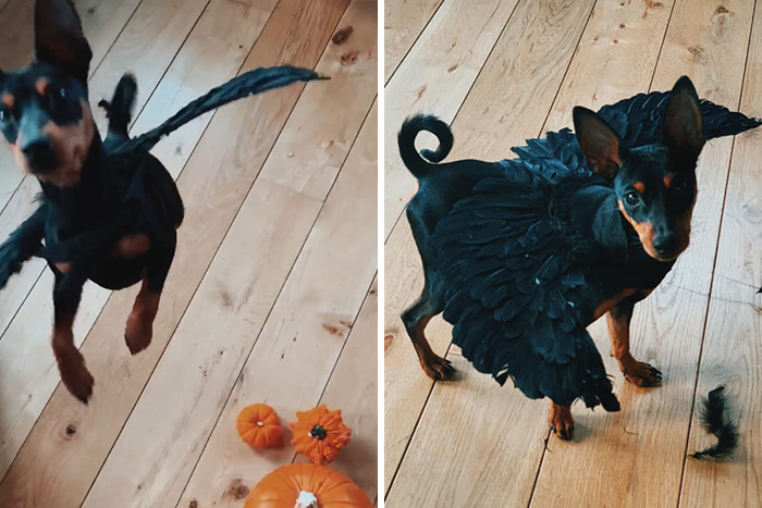 32 Creative And Cute Halloween Costumes For Pets