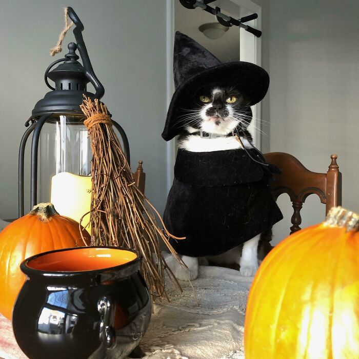 32 Creative And Cute Halloween Costumes For Pets