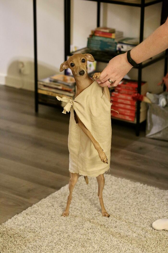 32 Creative And Cute Halloween Costumes For Pets