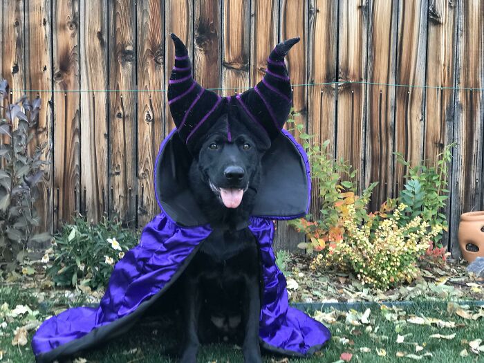 32 Creative And Cute Halloween Costumes For Pets