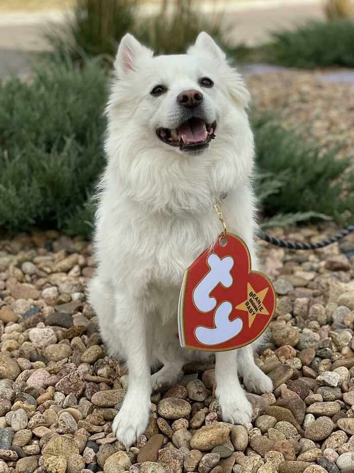 32 Creative And Cute Halloween Costumes For Pets