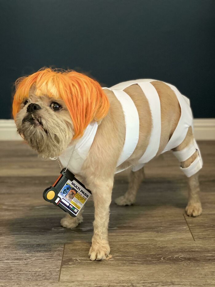 32 Creative And Cute Halloween Costumes For Pets