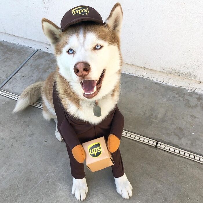 32 Creative And Cute Halloween Costumes For Pets