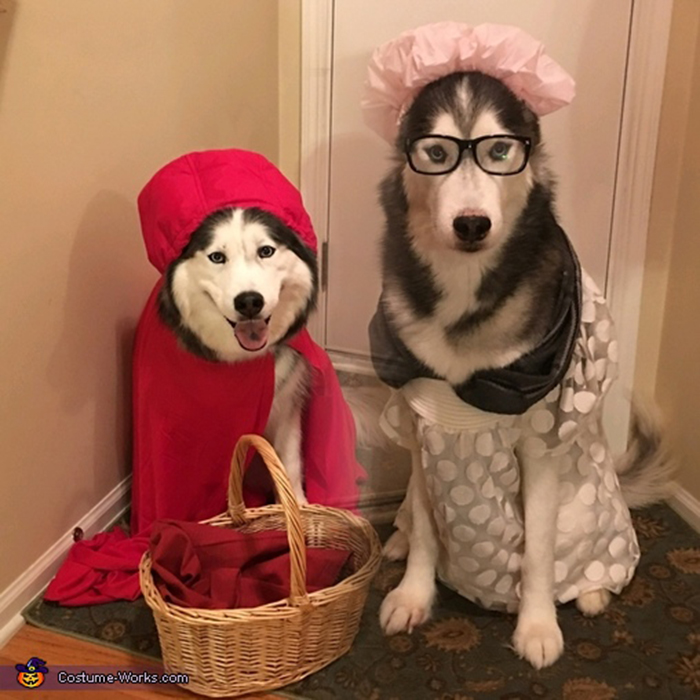 32 Creative And Cute Halloween Costumes For Pets