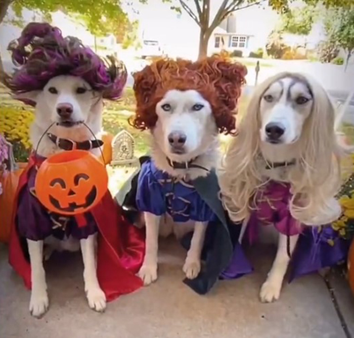 32 Creative And Cute Halloween Costumes For Pets