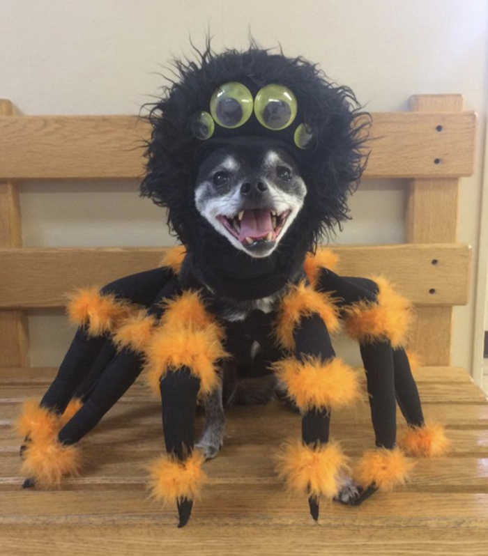 32 Creative And Cute Halloween Costumes For Pets