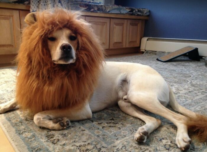 32 Creative And Cute Halloween Costumes For Pets