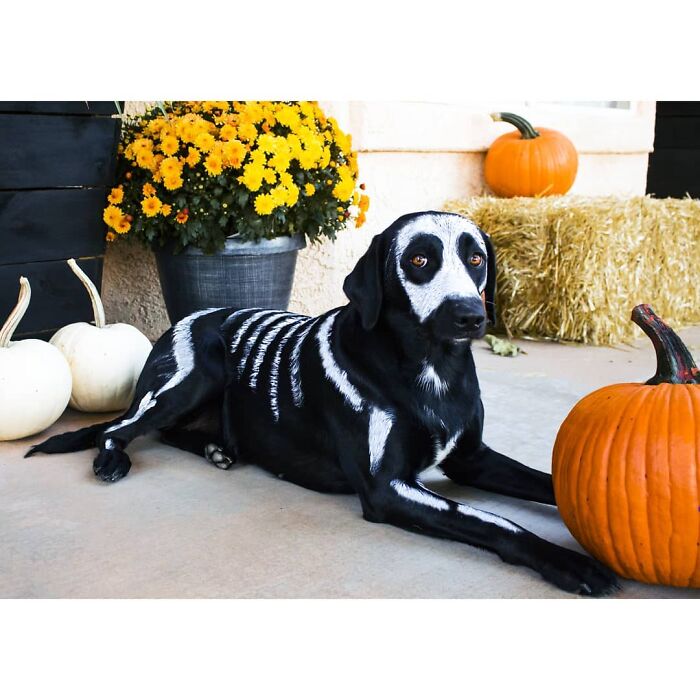 32 Creative And Cute Halloween Costumes For Pets