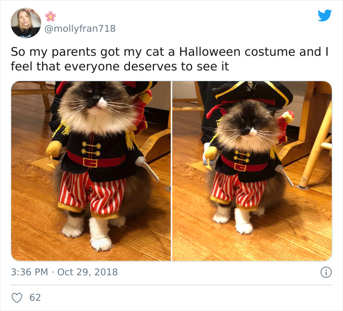 32 Creative And Cute Halloween Costumes For Pets