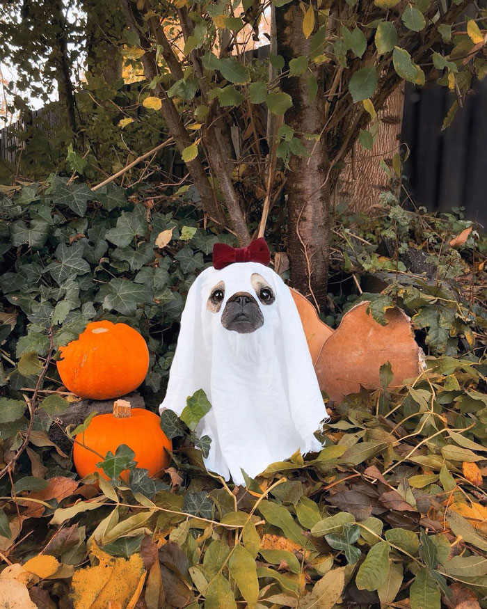 32 Creative And Cute Halloween Costumes For Pets