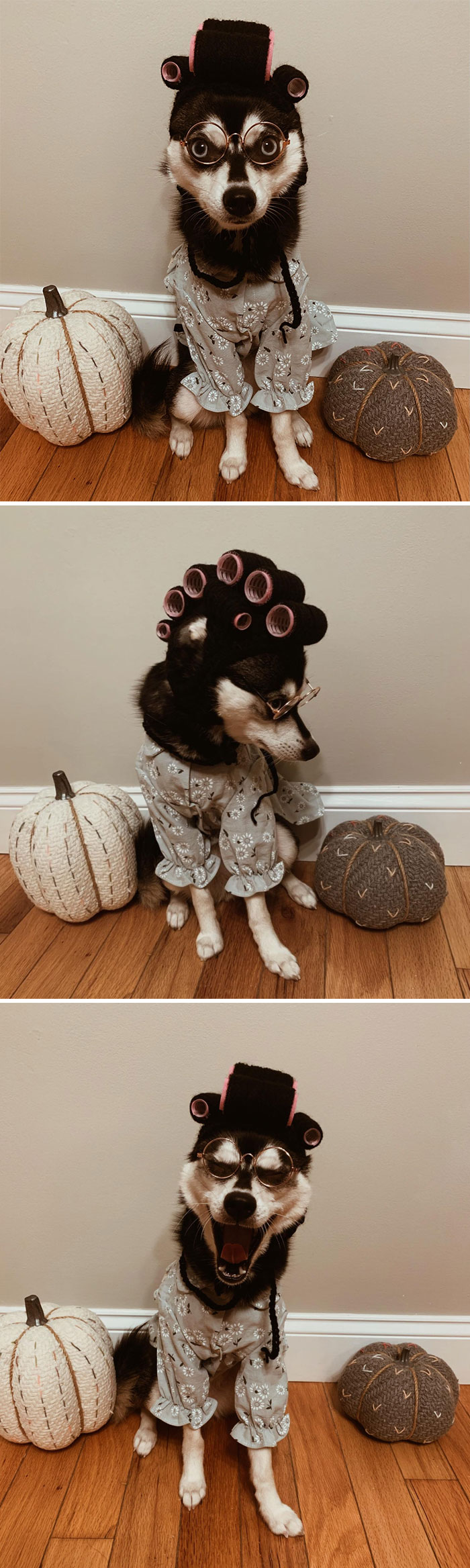 32 Creative And Cute Halloween Costumes For Pets