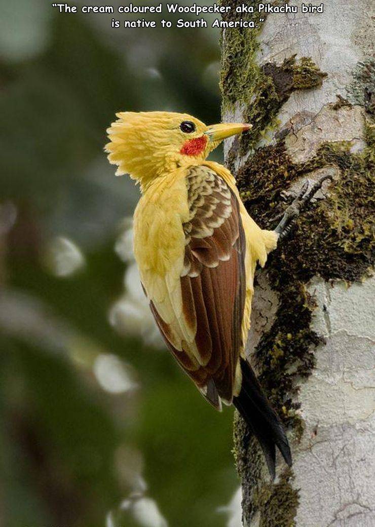 pikachu bird cream colored woodpecker - "The cream coloured Woodpecker aka Pikachu bird is native to South America."