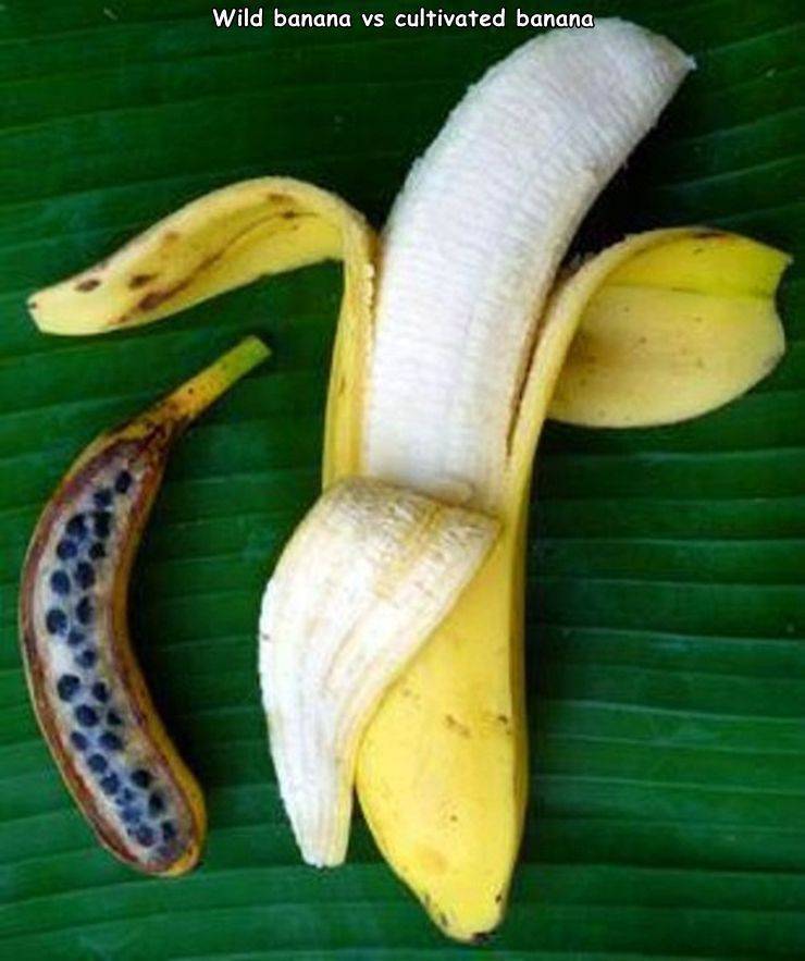 wild banana - Wild banana vs cultivated banana