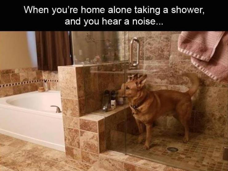 dog room reddit - When you're home alone taking a shower, and you hear a noise... Lelu