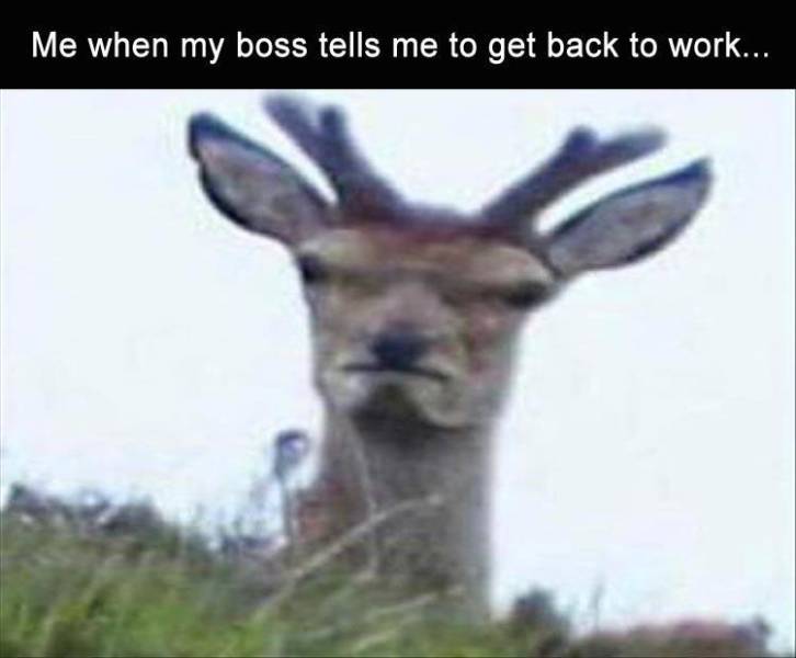 guys tell you to smile meme - Me when my boss tells me to get back to work...
