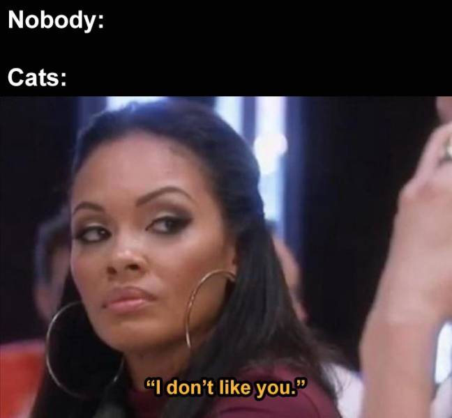 evelyn lozada memes - Nobody Cats "I don't you."