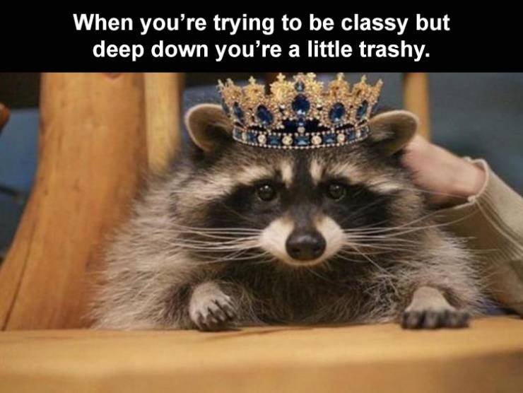 raccoon - When you're trying to be classy but deep down you're a little trashy.
