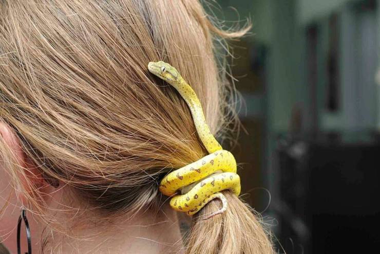 snake in hair