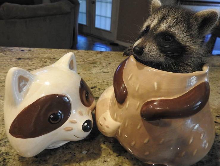 raccoon in cookie jar
