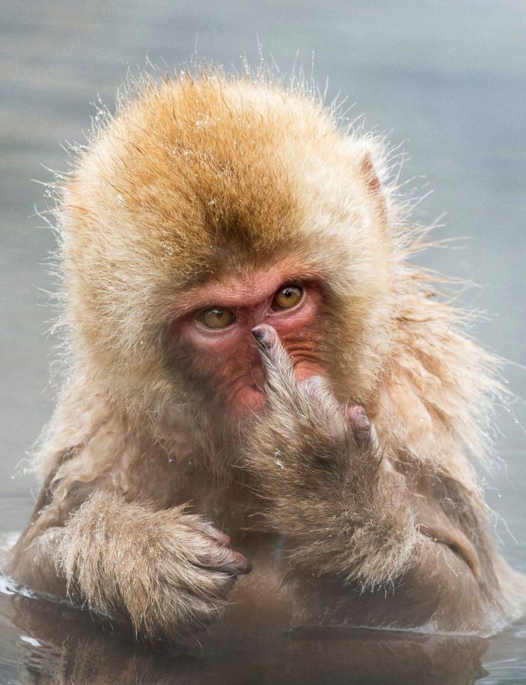 monkey middle finger
