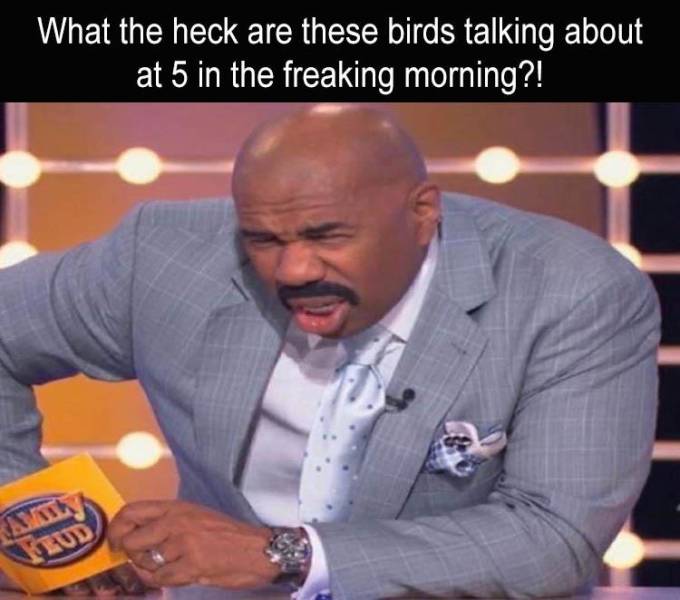 photo caption - What the heck are these birds talking about at 5 in the freaking morning?!