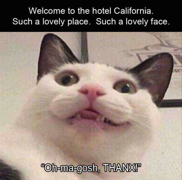 cats making dumb faces - Welcome to the hotel California. Such a lovely place. Such a lovely face. "Ohmagosh, Thanxi"
