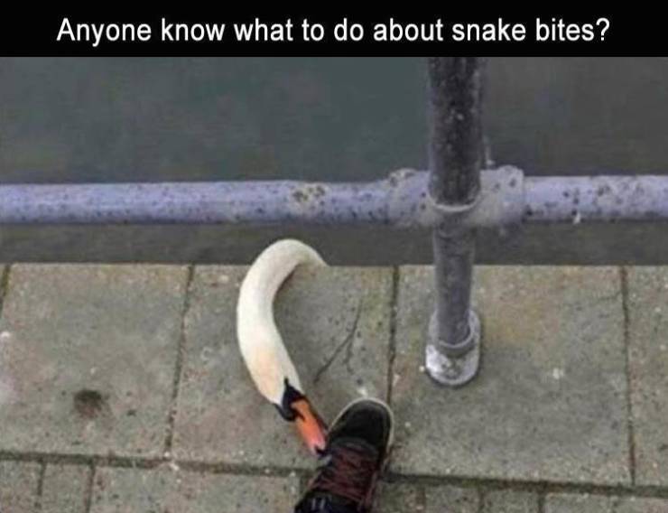 swan snake meme - Anyone know what to do about snake bites?