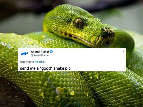 Animal Planet send me a "good" snake pic