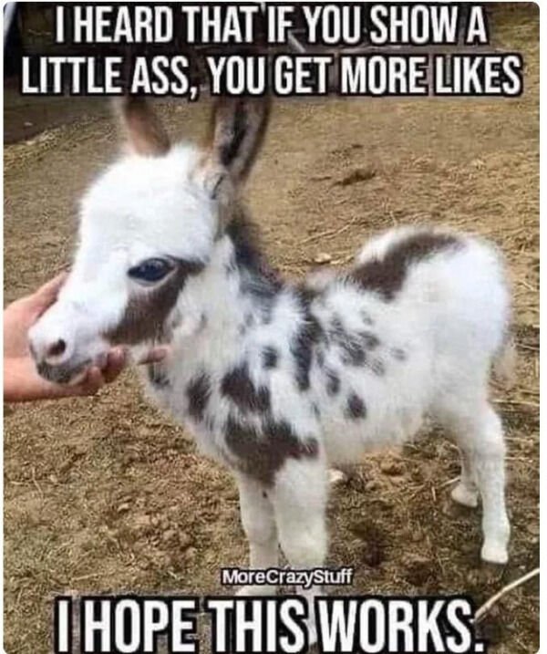 baby donkey - I Heard That If You Show A Little Ass, You Get More MoreCrazyStuff I Hope This Works.