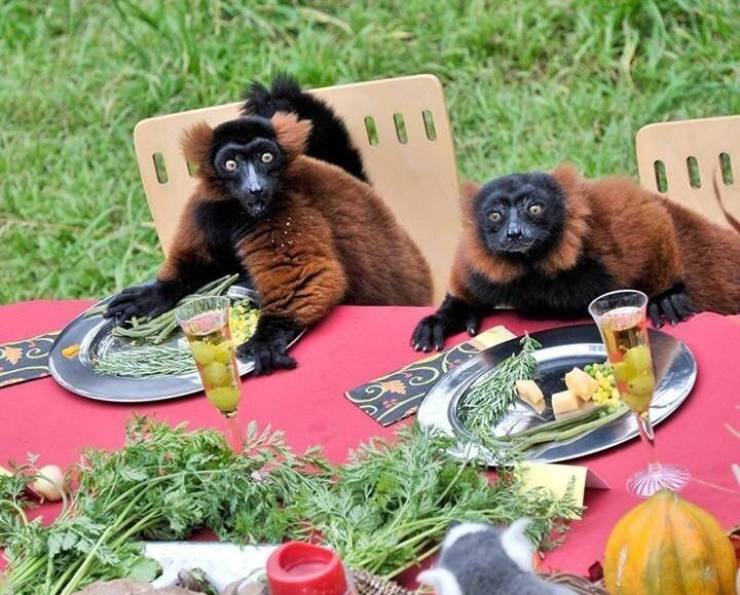 cool random pics - funny animal picnic