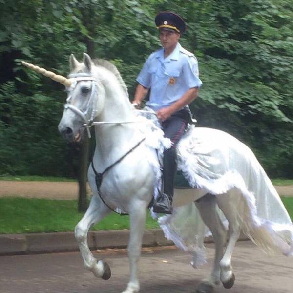 cool random pics - cop riding a unicorn