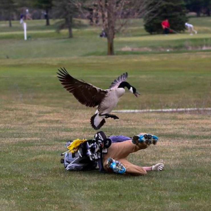 cool random pics - golfer attacked by goose