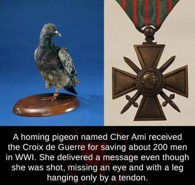 josephine baker medals - A homing pigeon named Cher Ami received the Croix de Guerre for saving about 200 men in Wwi. She delivered a message even though she was shot, missing an eye and with a leg hanging only by a tendon.