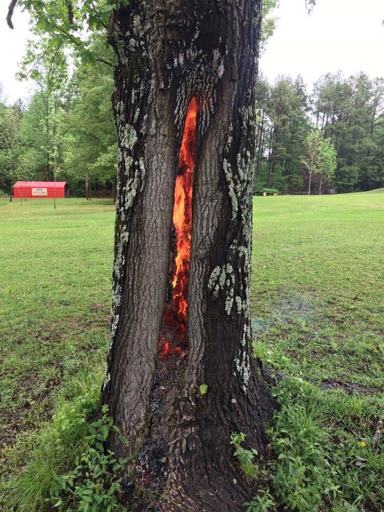 random pics and cool photos - tree that got hit by lightning