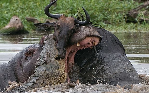 random pics and cool photos - crocodile vs hippo