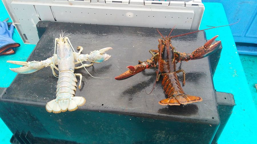 random pics and cool photos - albino lobster