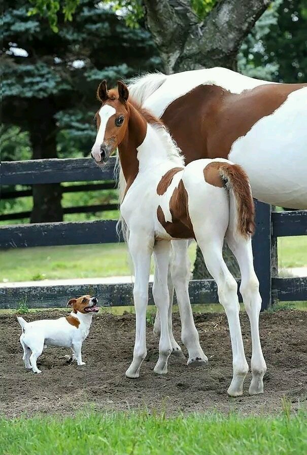 random pics and cool photos - funny dog and horse