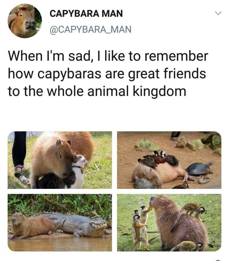 cool pics - Capybara Man When I'm sad, I to remember how capybaras are great friends to the whole animal kingdom