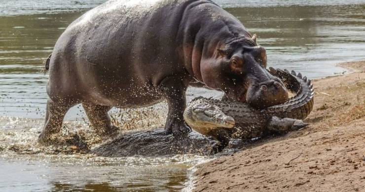 funny random pics - hippo crocodile