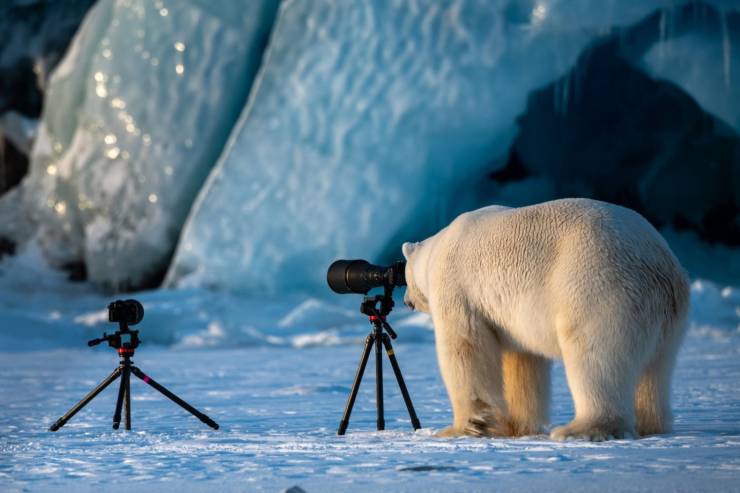 funny random pics - polar bear photographer