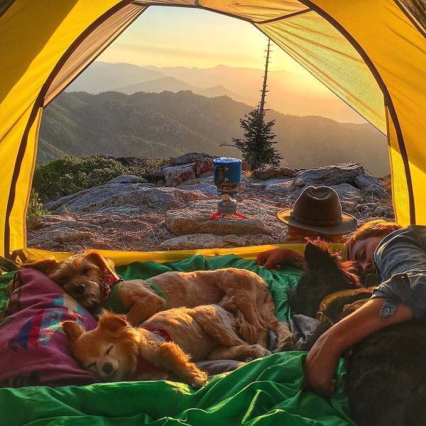 funny random pics - cute dog camping - 2
