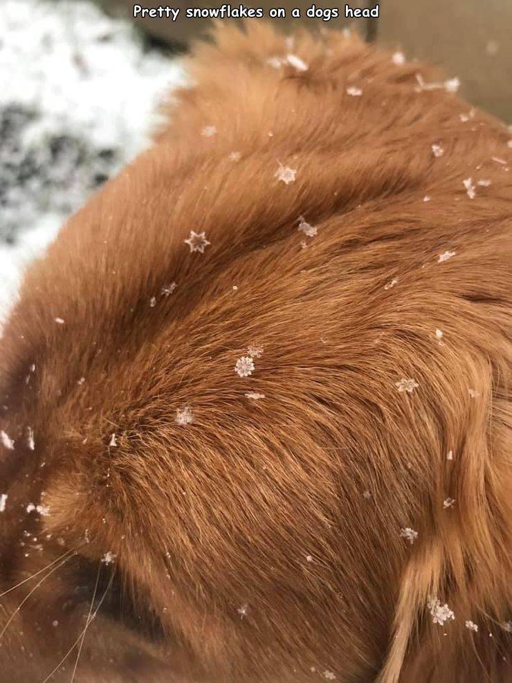 funny random pics - fur - Pretty snowflakes on a dogs head