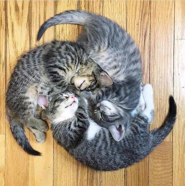 cats sleeping in weird positions