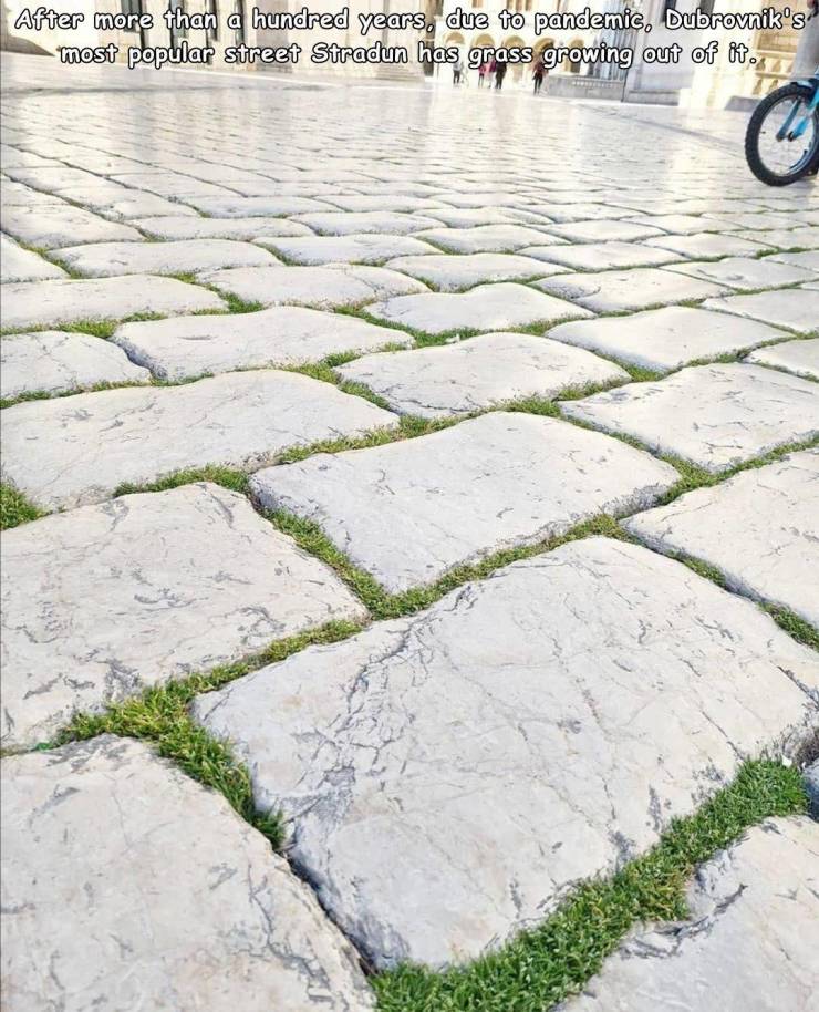 dubrovnik stone - After more than a hundred years, due to pandemic, Dubrovniks most popular street Stradun has grass growing out of it.