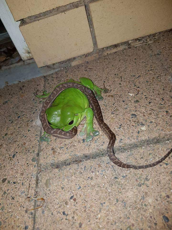 frog eating snake australia