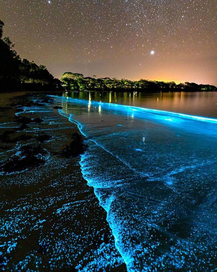 jervis bay bioluminescence